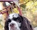 Male Tweed Merle Cocker Spaniel