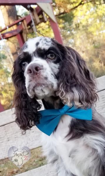 Male Tweed Merle Cocker Spaniel