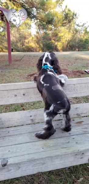 Tweed merle cocker spaniel back