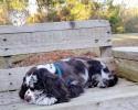 Cocker Spaniel puppy sleeping