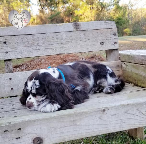 Cocker Spaniel puppy sleeping