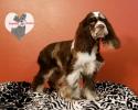 Male Tweed Merle Cocker Spaniel