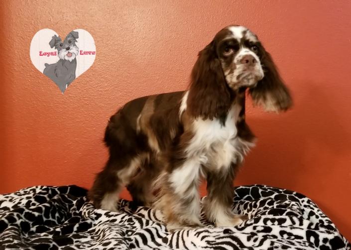 Male Tweed Merle Cocker Spaniel