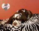 Male Cocker Spaniel