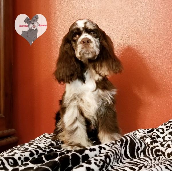 Tweed Merle Cocker Spaniel Puppy