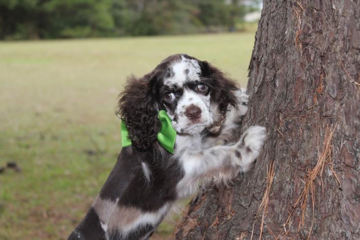 Date Of Birth: Availability: Available Price: $3000 Gender: Male Eye Color: Brown Coat Color: Tweed Merle