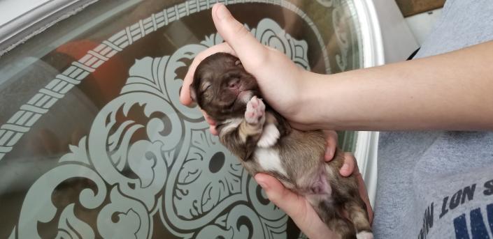 Liver Pepper Schnauzer Puppy