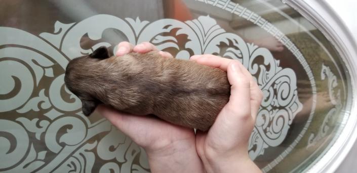 One week old Schnauzer puppy