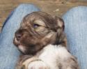 3 week old schnauzer puppy