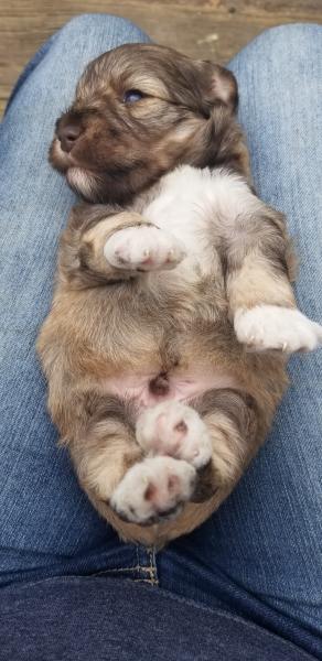 3 week old schnauzer puppy