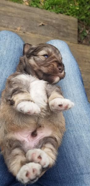 Baby schnauzer puppy