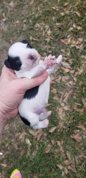 Black and white parti schnauzer
