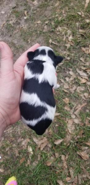 schnauzer puppy