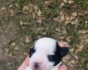 Black and white parti schnauzer puppy