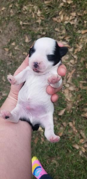 Black and white parti schnauzer puppy