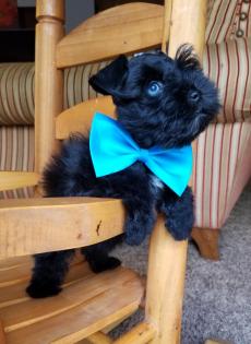 Small black Schnauzer puppy in big bow tie 