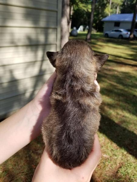 Cute Male Schnauzer Puppy Available