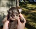 Male Newborn Schnauzer Puppy Liver Pepper