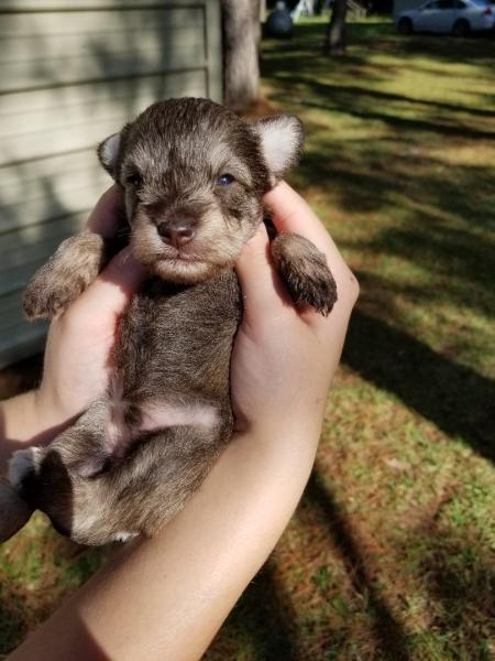 Male Newborn Schnauzer Puppy Liver Pepper