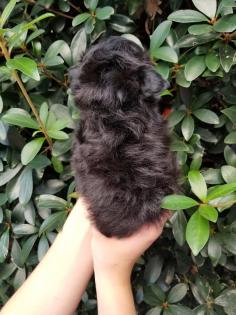 Small black schnauzer puppy with blue eyes 
