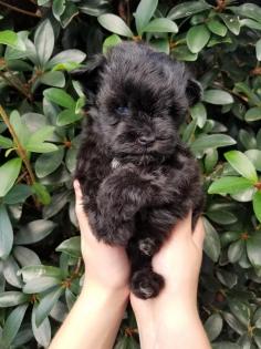 Baby black Schnauzer 