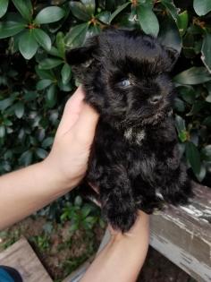 Black Schnauzer puppy sitting in chair wearing bow tie 
