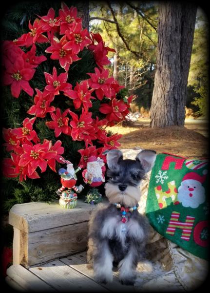 Salt and Pepper Schnauzer Puppy