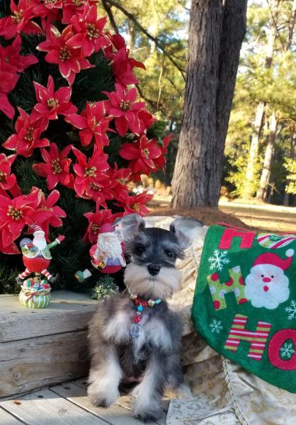 Female Salt and Pepper Schnauzer