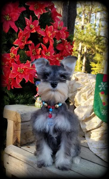 Female Schnauzer Puppy