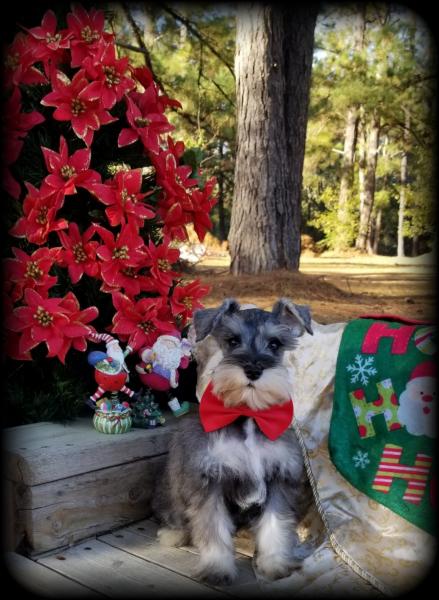 male schnauzer puppy