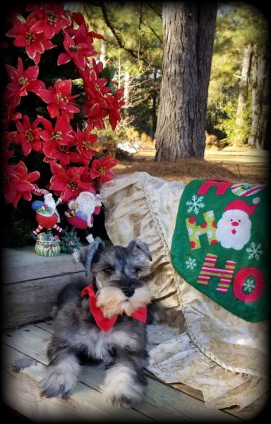 Salt and Pepper schnauzer puppy