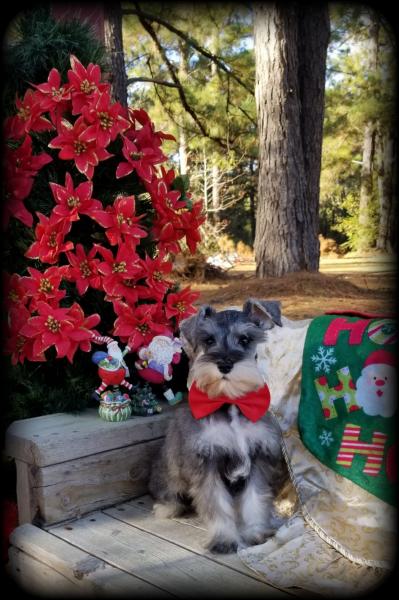 male salt and pepper schnauzer puppy