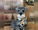 Salt and pepper schnauzer puppy with tie