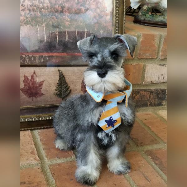 Salt and pepper schnauzer puppy with tie