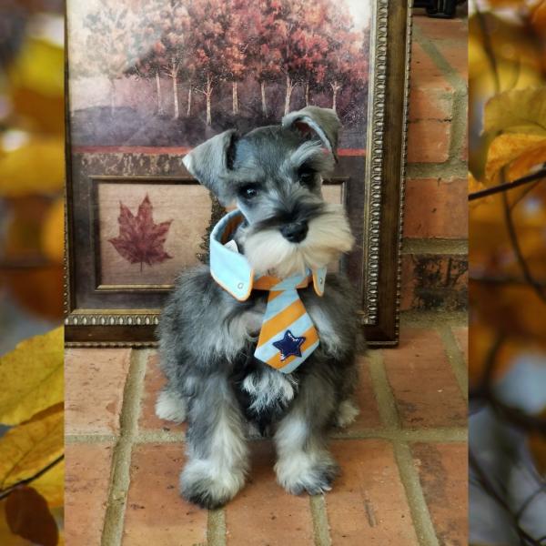 10 week old schnauzer puppy