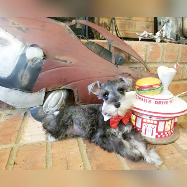 Male, Salt and pepper schnauzer puppy