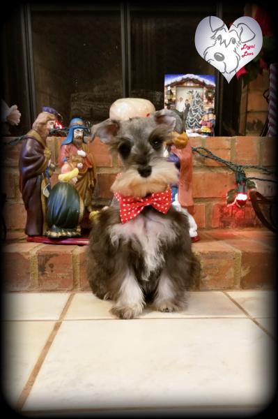 Salt and pepper Schnauzer puppy