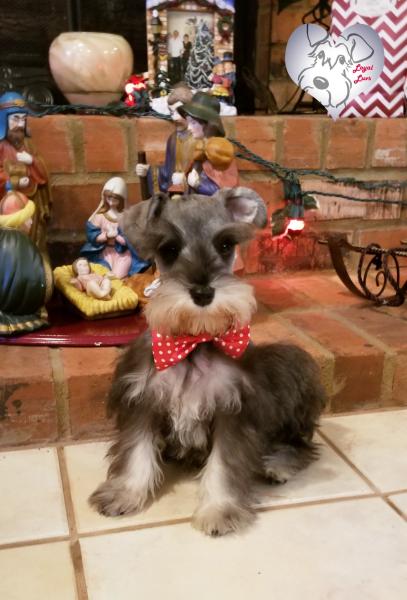 Male schnauzer puppy