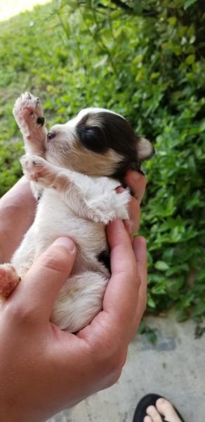 Schnauzer Puppy