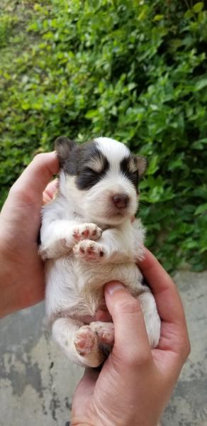 Schnauzer Puppy