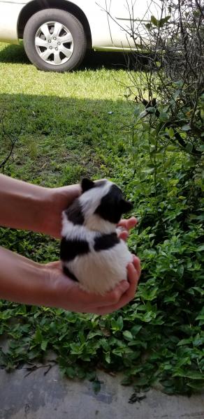 Schnauzer Puppy