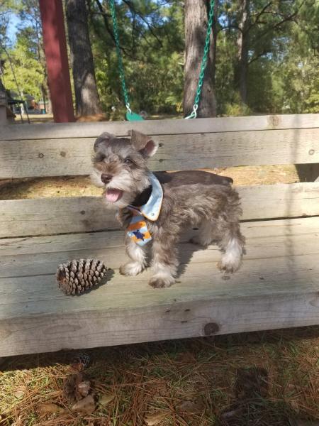 Shaved back schnauzer male small liver pepper