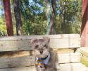 Boy schnauzer puppy wearing tie liver pepper color