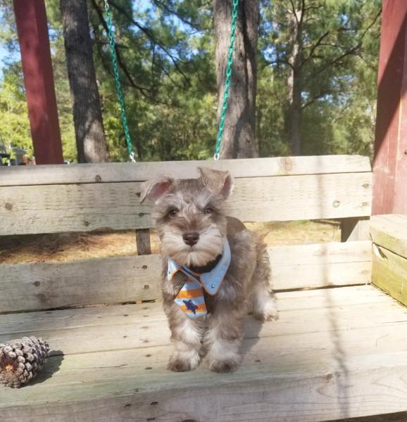 Boy schnauzer puppy wearing tie liver pepper color
