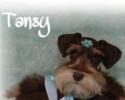 Tansy is a beautiful AKC registered Phantom Liver Tan Female. This baby is everything I could have ever wanted! She's an 11 pound mega coat. Loves to give kisses and play. Tansy is one of our newest additions to our home and Loyal Luv's Schnauzers.