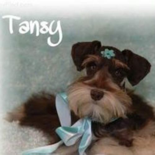 Tansy is a beautiful AKC registered Phantom Liver Tan Female. This baby is everything I could have ever wanted! She's an 11 pound mega coat. Loves to give kisses and play. Tansy is one of our newest additions to our home and Loyal Luv's Schnauzers.