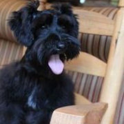 Female Schnauzer