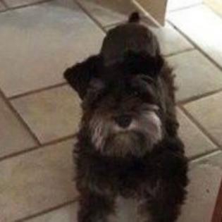 Female Schnauzer 