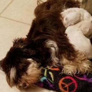 Female Schnauzer 