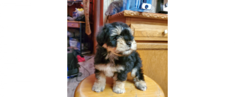 Black & Tan Schnauzer puppy